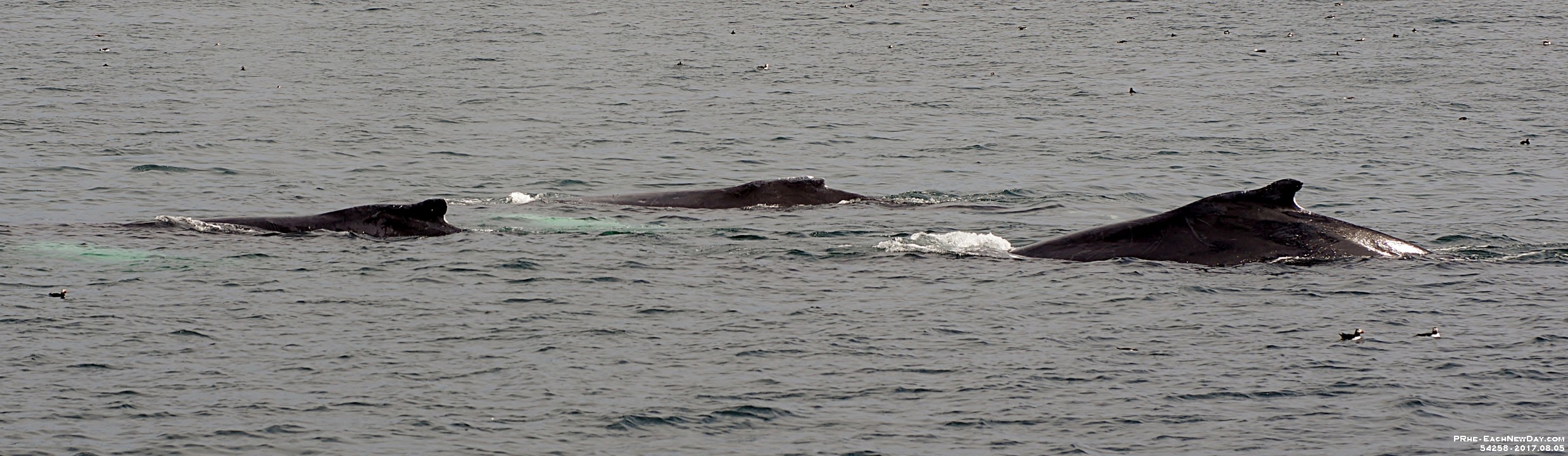 54258CrLeUsm - Gatherall's Puffin - Whale Watch - Bay Bulls